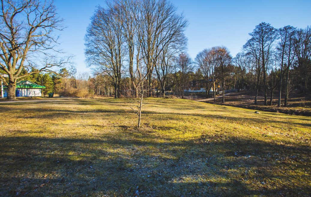 Engures Saieta nama parkā iestādītais koks