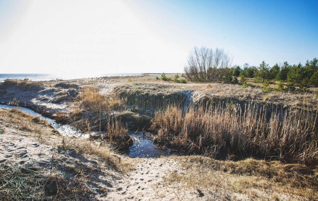 The nature of Engure Beach