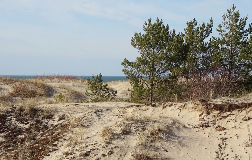 Pelēkā kāpa Ventspils dienvidrietumu rajonā ar skatu uz kokiem un jūru