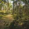 Bernati nature trail forest in summer