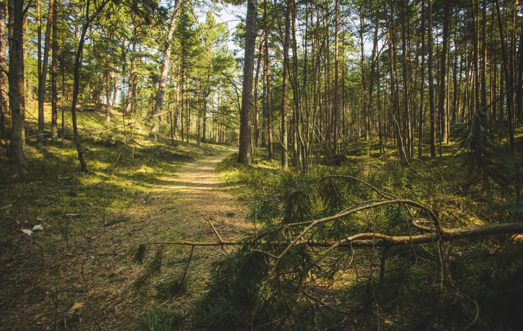 Bernati nature trail forest in summer