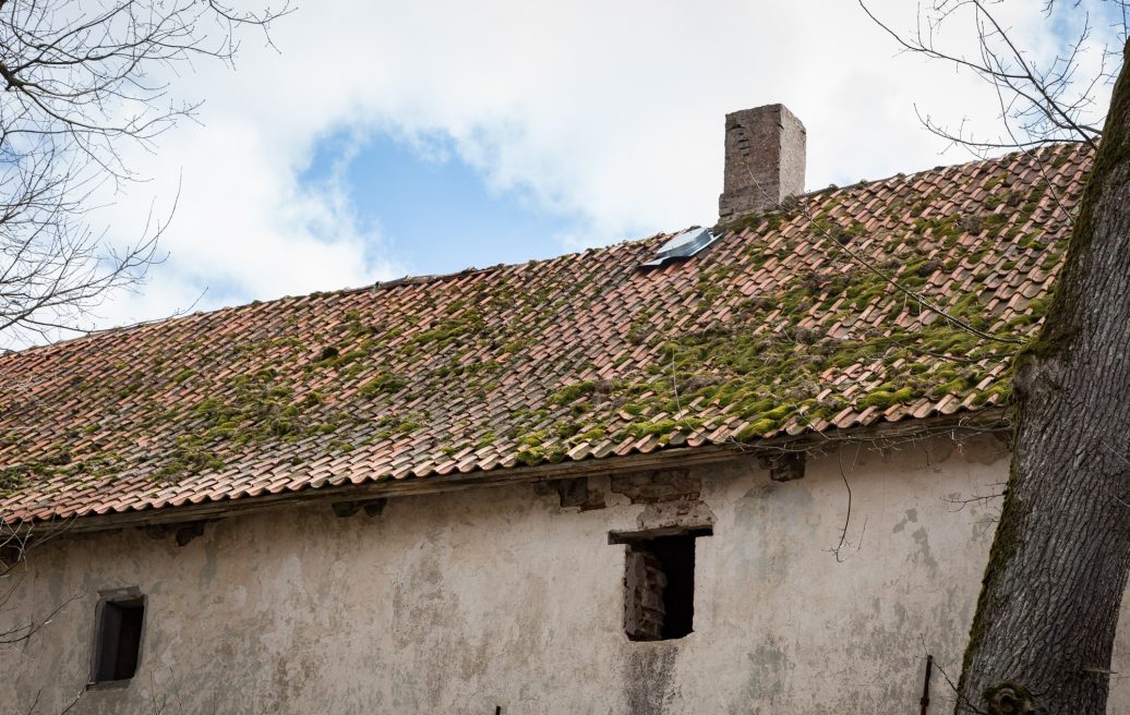 The roof of the Alsunga Castle covered with moss