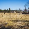 Newly planted apple trees