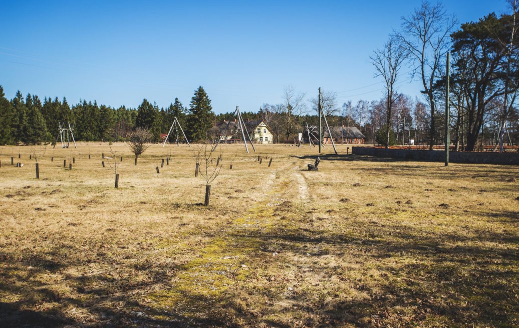 Newly planted apple trees