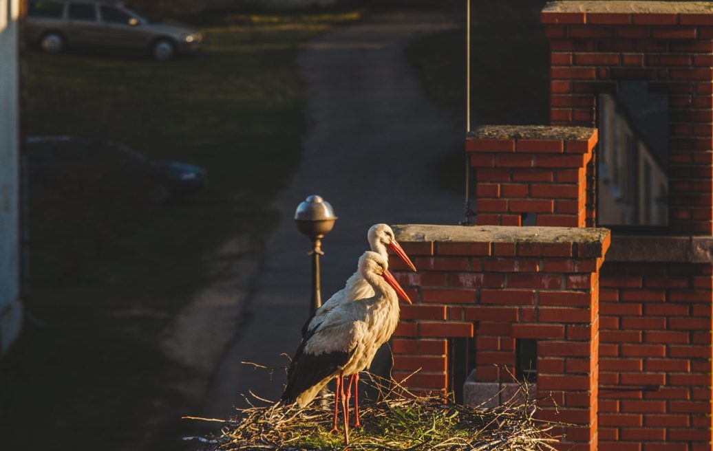 A pair of Cesvaine Castle storks and a nest