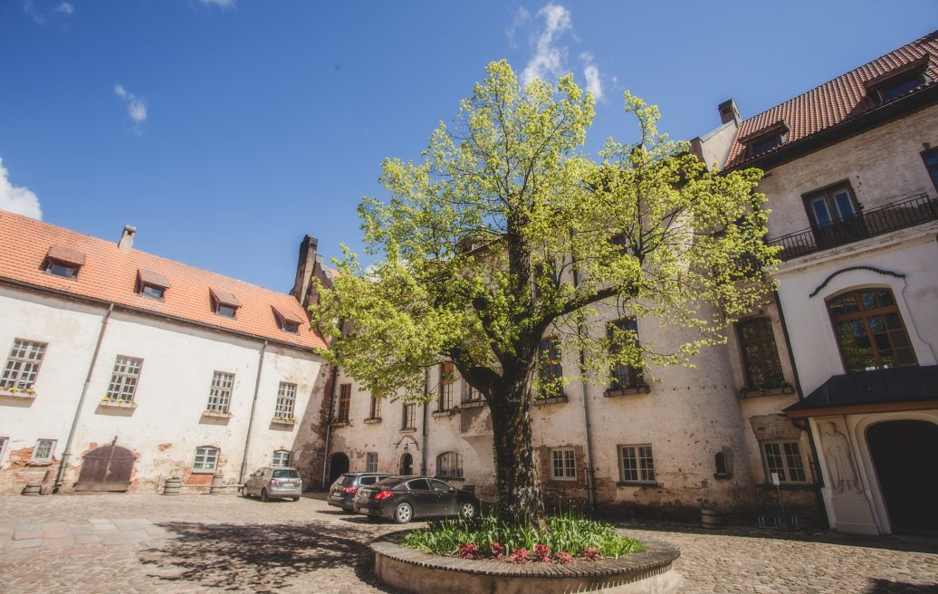 Dundagas Castle courtyard with a flower bed and a beautiful tree
